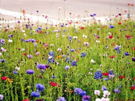 wildflower aesthetic wallpaper|wildflower background images free.